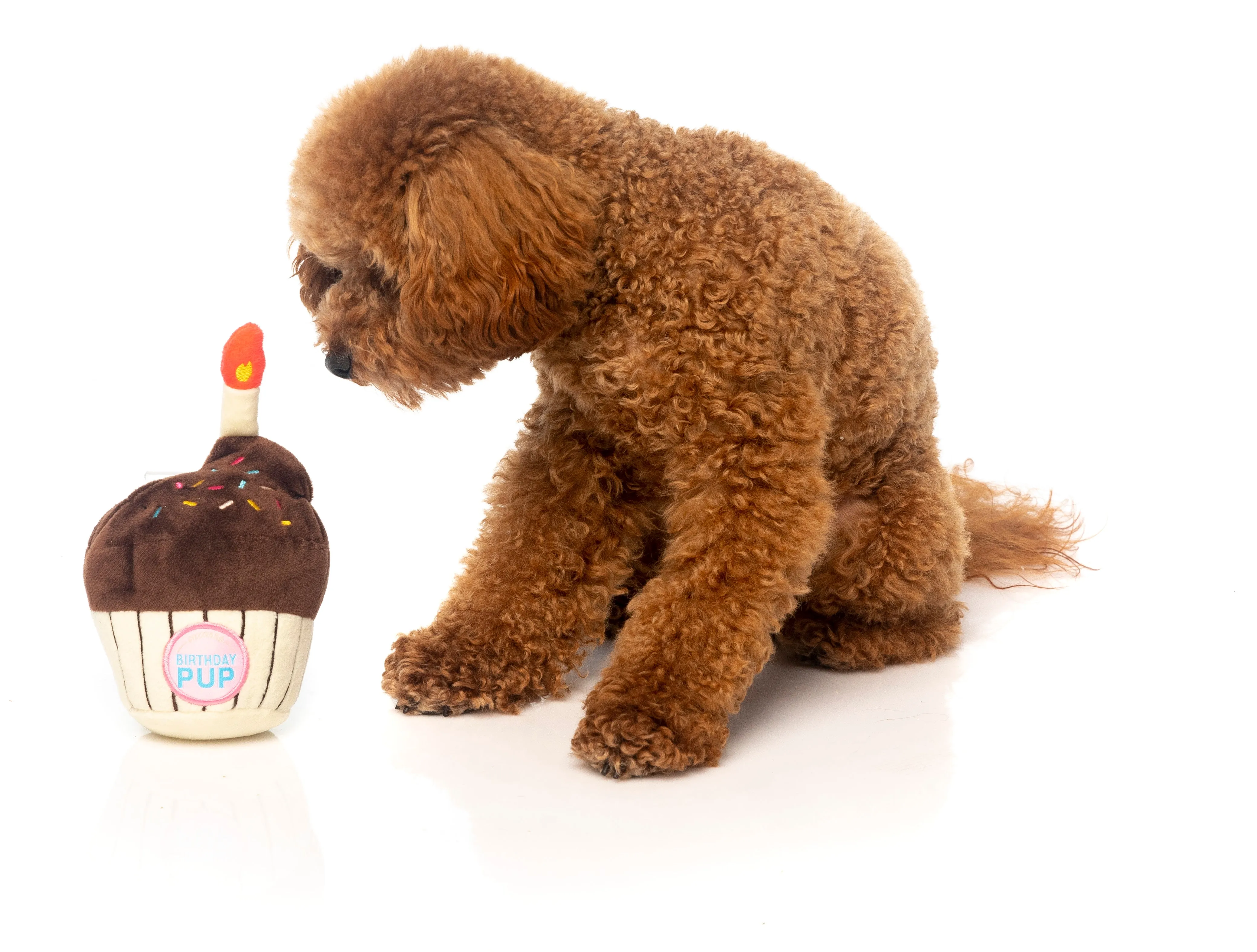 Birthday Cupcake Dog Toy