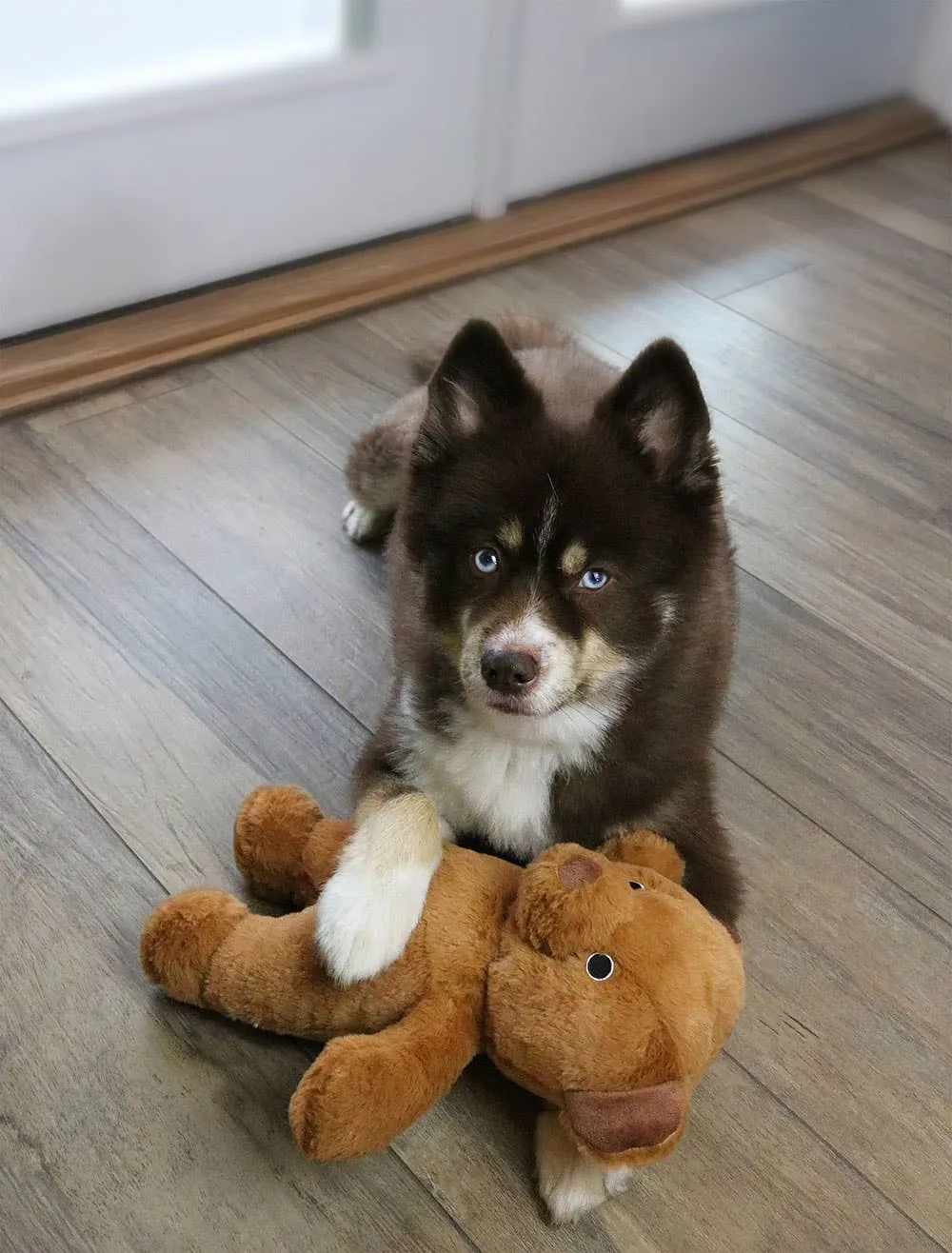Dog Star Cute and Cuddly Roosevelt the Bear